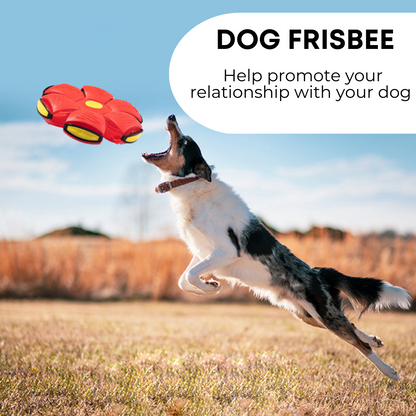 Nuvewave Dog Frisbee
